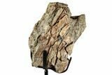 Fossil Triceratops Rib Section w/ Metal Stand - South Dakota #354365-2